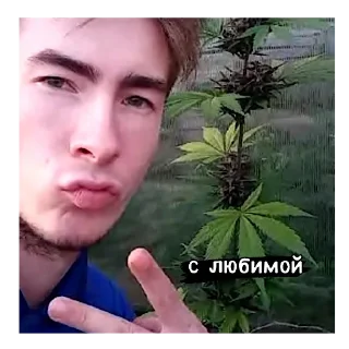 Sticker from кокаин