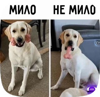 🌟 emoji Мемы Telegram sticker 7 of 42
