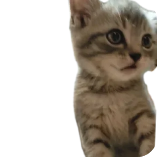 🐱 emoji Уши победа трусы Telegram sticker 15 of 61