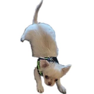 🐶 emoji Уши победа трусы Telegram sticker 6 of 61
