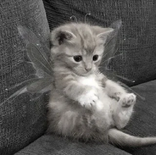 Sticker from котейки?