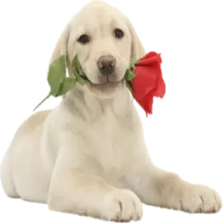 🌟 emoji мама папа криминал Telegram sticker 20 of 70