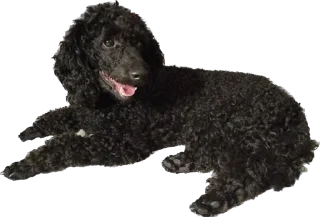 😀 emoji Кот Персик и его банда Telegram sticker 21 of 78