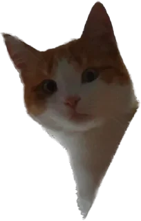 😻 emoji Кот Персик и его банда Telegram sticker 6 of 78