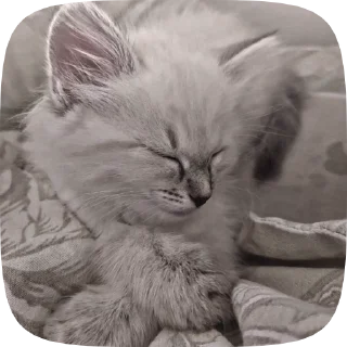 💋 emoji ✧💋🐈✧фиска кувесты от @kortomeral Telegram sticker 14 of 23