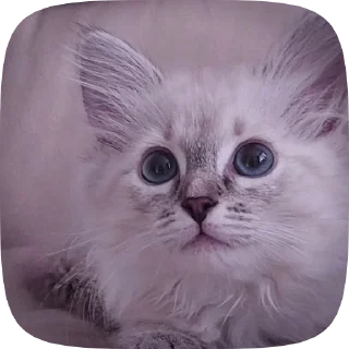 💋 emoji ✧💋🐈✧фиска кувесты от @kortomeral Telegram sticker 18 of 23