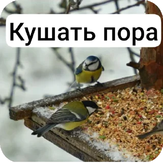 🐦 emoji Memes Telegram sticker 19 of 37