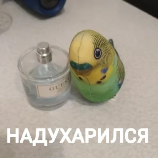 👻 emoji Попуга @bloptop Telegram sticker 17 of 21