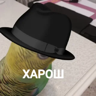 🎩 emoji Попуга @bloptop Telegram sticker 12 of 21