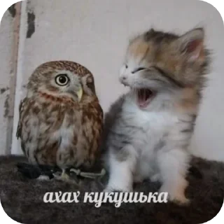 🐱 emoji Я Еврей Telegram sticker 21 of 63