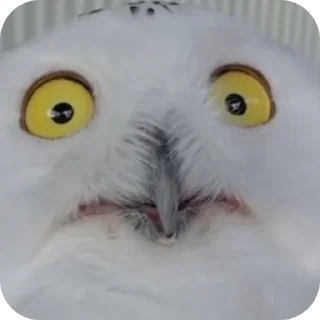 🐦 emoji Я Еврей Telegram sticker 19 of 63