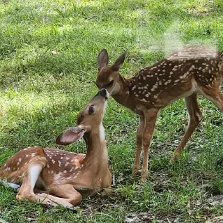 🦌 emoji deers >_< Telegram sticker 4 of 24