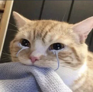 😭 emoji котомир,от @codxswag Telegram sticker 8 of 41