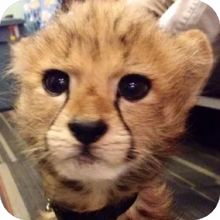 ❤ emoji Leopards @amenfashionn Telegram sticker 20 of 44