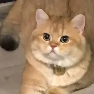 😮 emoji Котёнок Ра 🥰 Telegram sticker 22 of 76