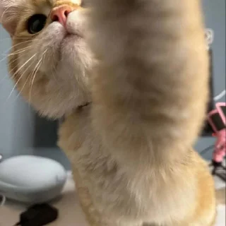 🥰 emoji Котёнок Ра 🥰 Telegram sticker 24 of 76