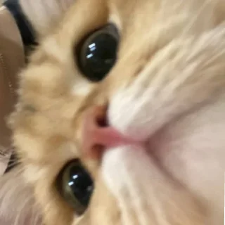 😊 emoji Солнышко Ра @SolnyshkoYes Telegram sticker 8 of 51