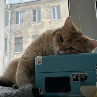 😴 emoji Котёнок Ра 🥰 Telegram sticker 8 of 76