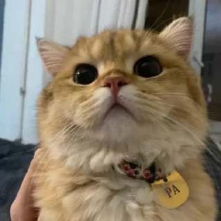 😁 emoji Котёнок Ра 🥰 Telegram sticker 20 of 76
