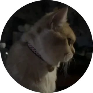 🌟 emoji Котёнок Ра — @camissad0 Telegram sticker 24 of 34