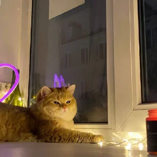 💘 emoji Котёнок Ра 🥰 Telegram sticker 19 of 76