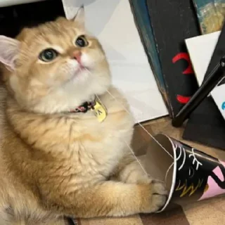 😊 emoji Котёнок Ра 🥰 Telegram sticker 17 of 76