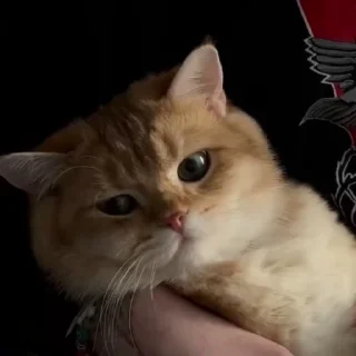 🤨 emoji Котёнок Ра — @camissad0 Telegram sticker 19 of 34
