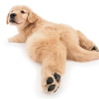 🌟 emoji собакоты ₍⸍⸌̣ʷ̣̫⸍̣⸌₎ Telegram sticker 16 of 65