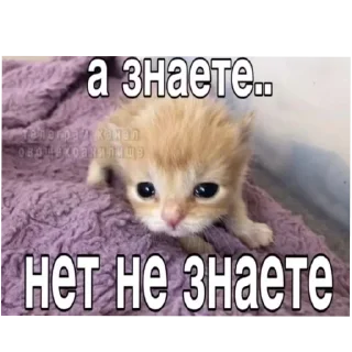 🌟 emoji Пакнатальи Telegram sticker 5 of 120
