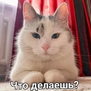 Sticker from Мурка А ну-ка давай-ка