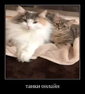 🌐 emoji Ебучий кот 3 Telegram sticker 13 of 120