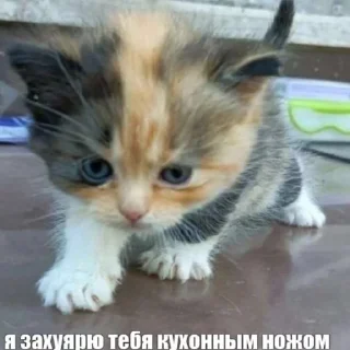 🥰 emoji мили котики и пёсики Telegram sticker 1 of 22