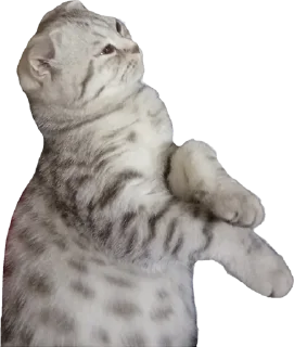 ✨ emoji Кот-мемчик Telegram sticker 10 of 63