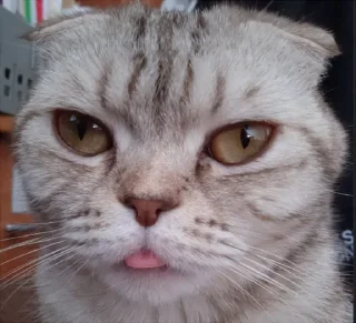 ✨ emoji Кот-мемчик Telegram sticker 24 of 63