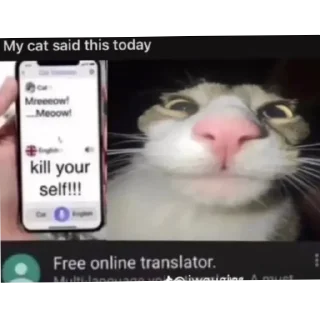 Sticker from Слишком смешной кот