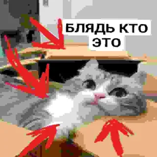 🥵 emoji БЛЯДЬ КТО ЭТО Telegram sticker 16 of 24