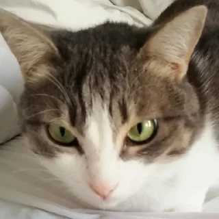 😐 emoji кат кат катюня Telegram sticker 10 of 26