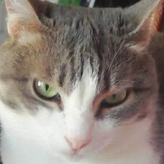 😠 emoji кат кат катюня Telegram sticker 22 of 26