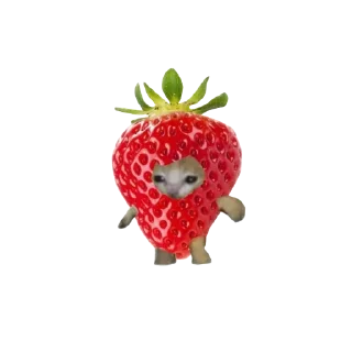 🍓 emoji кiт Telegram sticker 10 of 53