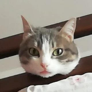 🙂 emoji кат кат катюня Telegram sticker 6 of 26