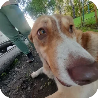 🐶 emoji Жить в кайф 🥷 Telegram sticker 6 of 38