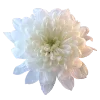 🌺 emoji Flower :: @its_jisoo_kim Telegram sticker 20 of 25