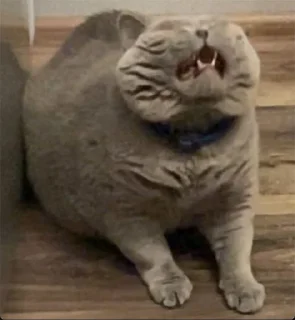 😫 emoji ШЕБА КОРОЛЕВА Telegram sticker 21 of 25