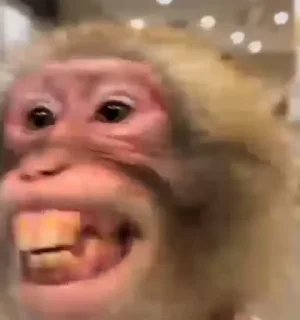 🌟 emoji MonkeyZ 4 by @ponmonkygifs Telegram sticker 9 of 68