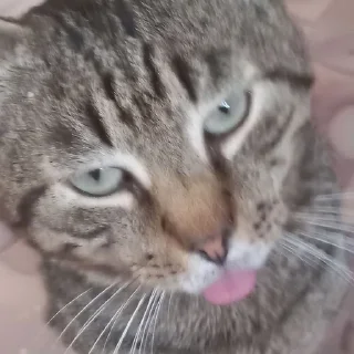 😝 emoji Котики автор: @thleme Telegram sticker 14 of 28