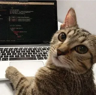 Sticker from Котики в очках