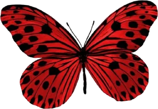 🎟️ emoji butterflies ?? butterflies. Telegram sticker 8 of 15