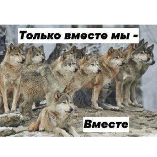 ❤️ emoji Волк Telegram sticker 7 of 60