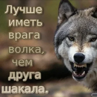 🐺 emoji Волк Telegram sticker 24 of 60