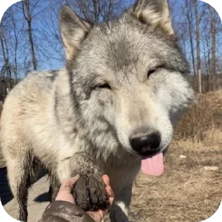 🫥 emoji •Волк• Telegram sticker 12 of 22